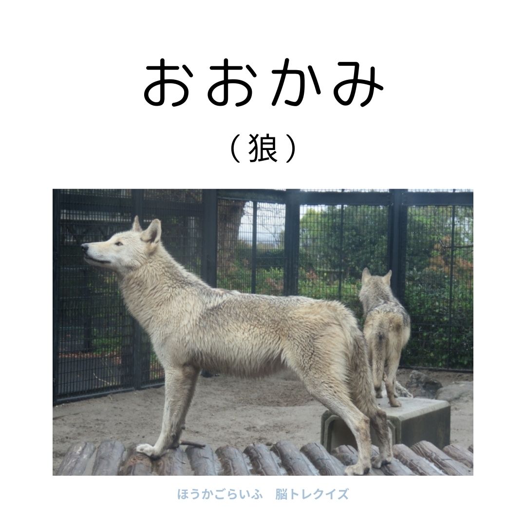 高齢者向け（無料）言葉の並び替えで脳トレしよう！文字（ひらがな）を並び替える簡単なゲーム【動物の名前】健康寿命を延ばす鍵